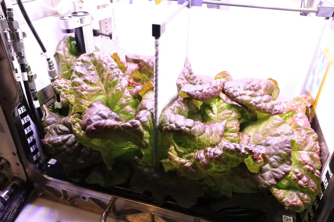 Can you grow lettuce in space?