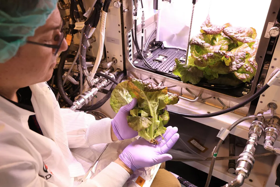 Can you grow lettuce in space?, Growth Habitat