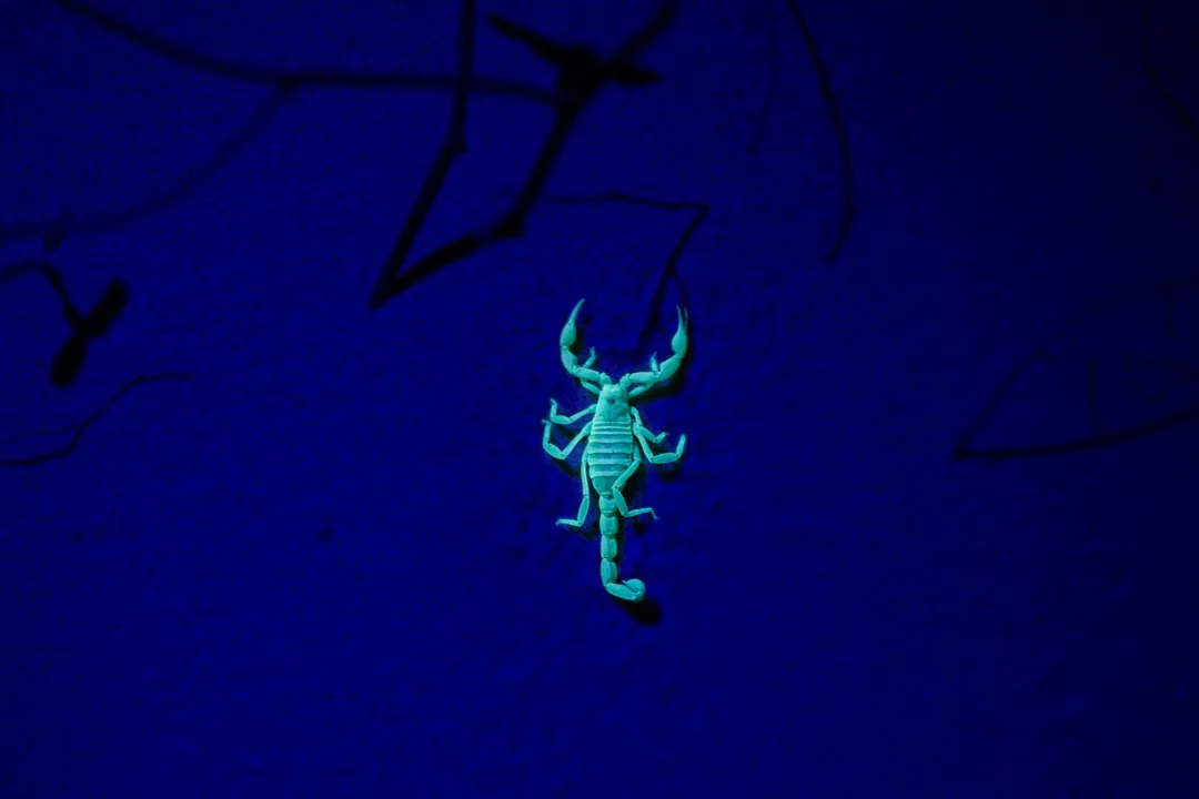 Is stargazing an expensive hobby?, Astrophoto Cost