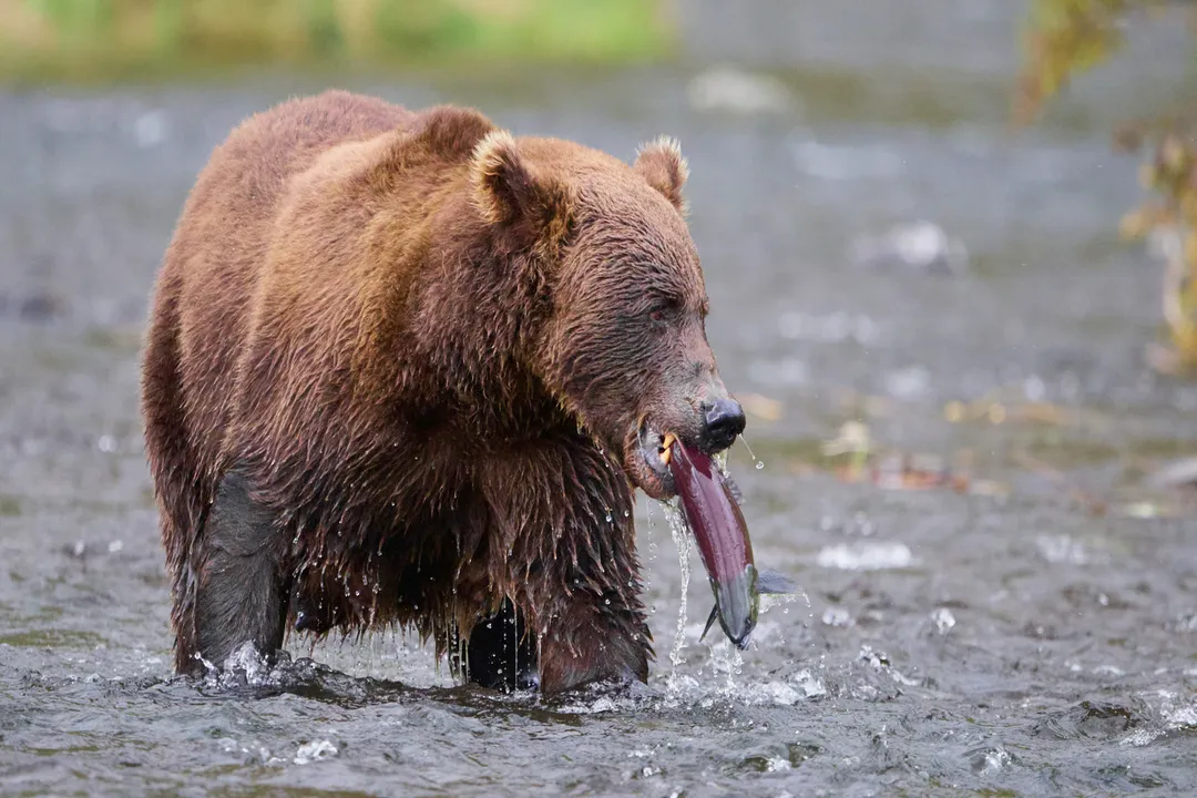 Are a Kodiak and a grizzly the same?, Geographic Distinction