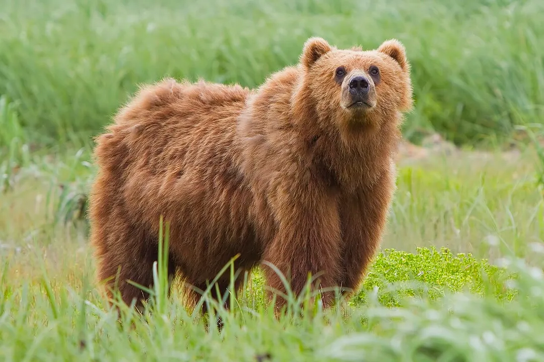 Are a Kodiak and a grizzly the same?