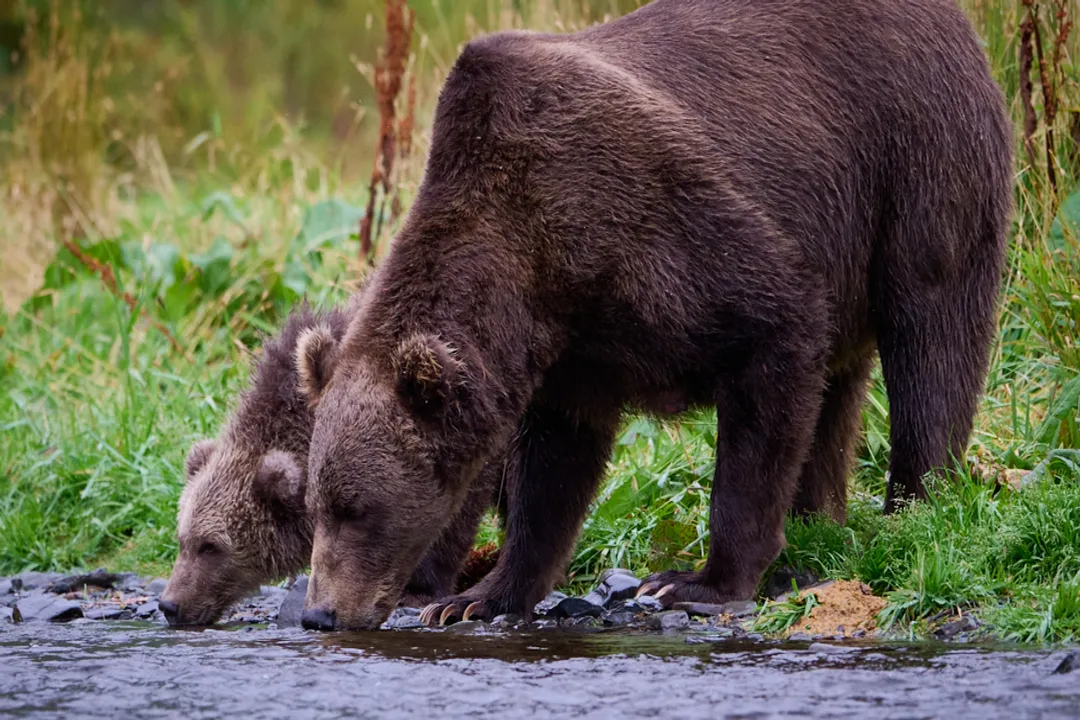 Are a Kodiak and a grizzly the same?, Size and Appearance