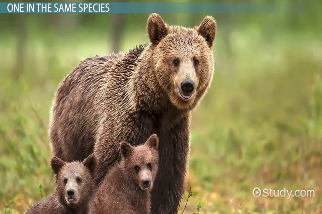 Are a Kodiak and a grizzly the same?, Scientific Lineage