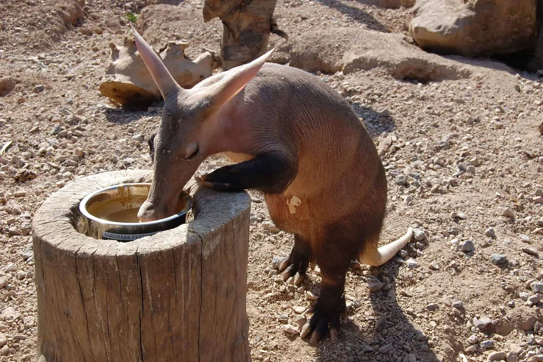 Are aardvarks carnivores or omnivores?, Specialized Anatomy