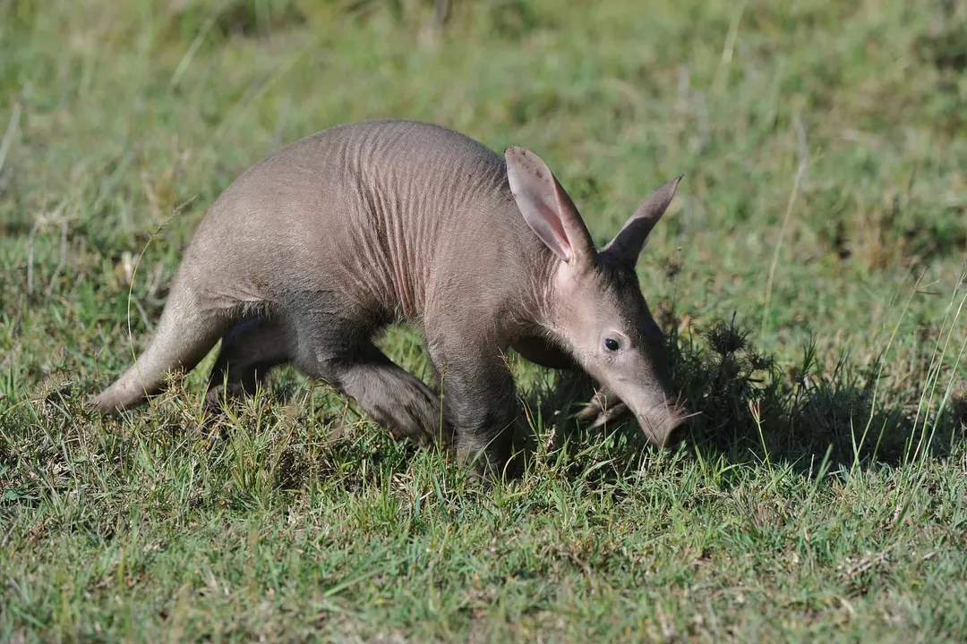 Are aardvarks carnivores or omnivores?, Lifestyle and Behavior