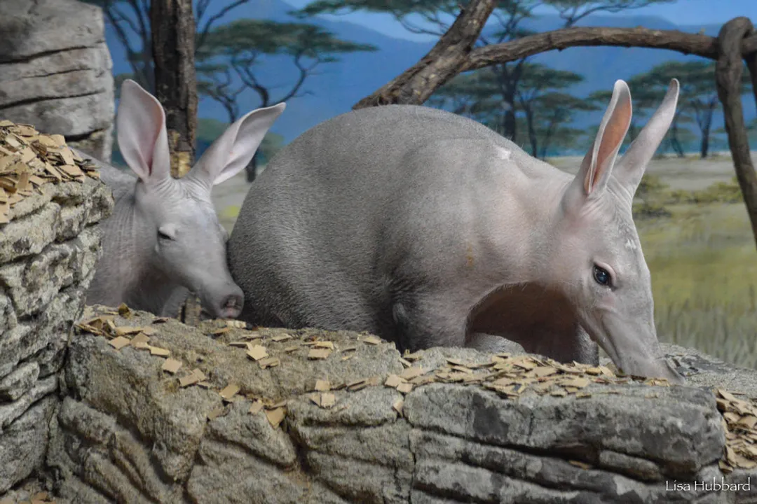 Are aardvarks carnivores or omnivores?, Dietary Specifics