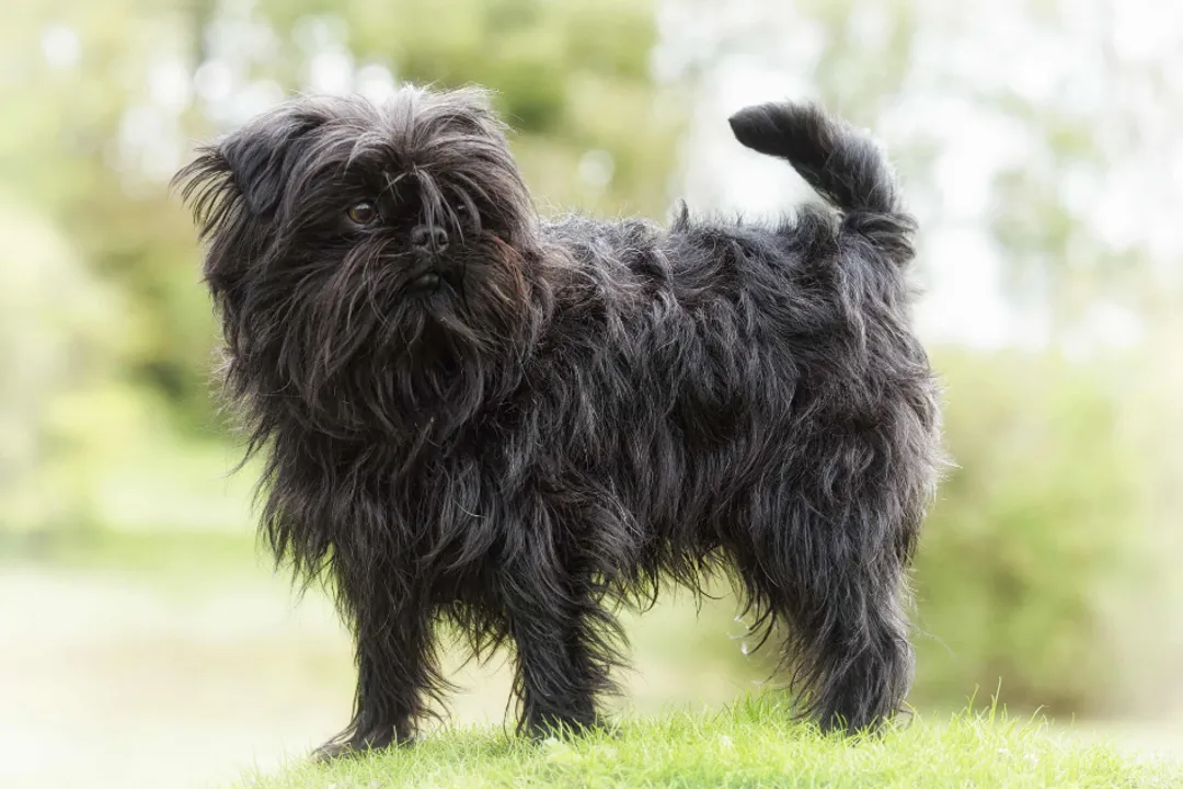 Are Affenpinschers smart?, Training Hurdles