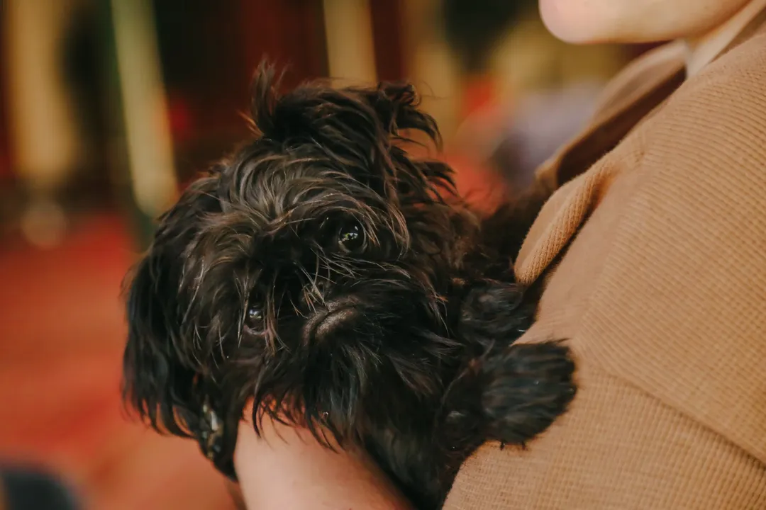 Are Affenpinschers smart?