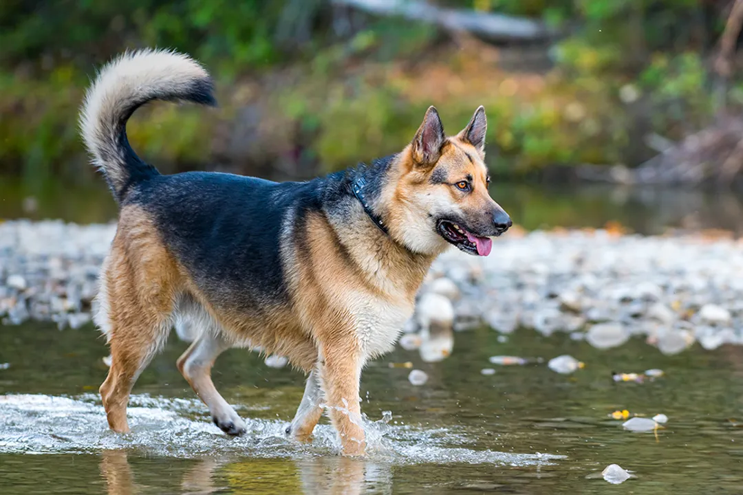 Are Alaskan shepherds good pets?, Guarding Potential