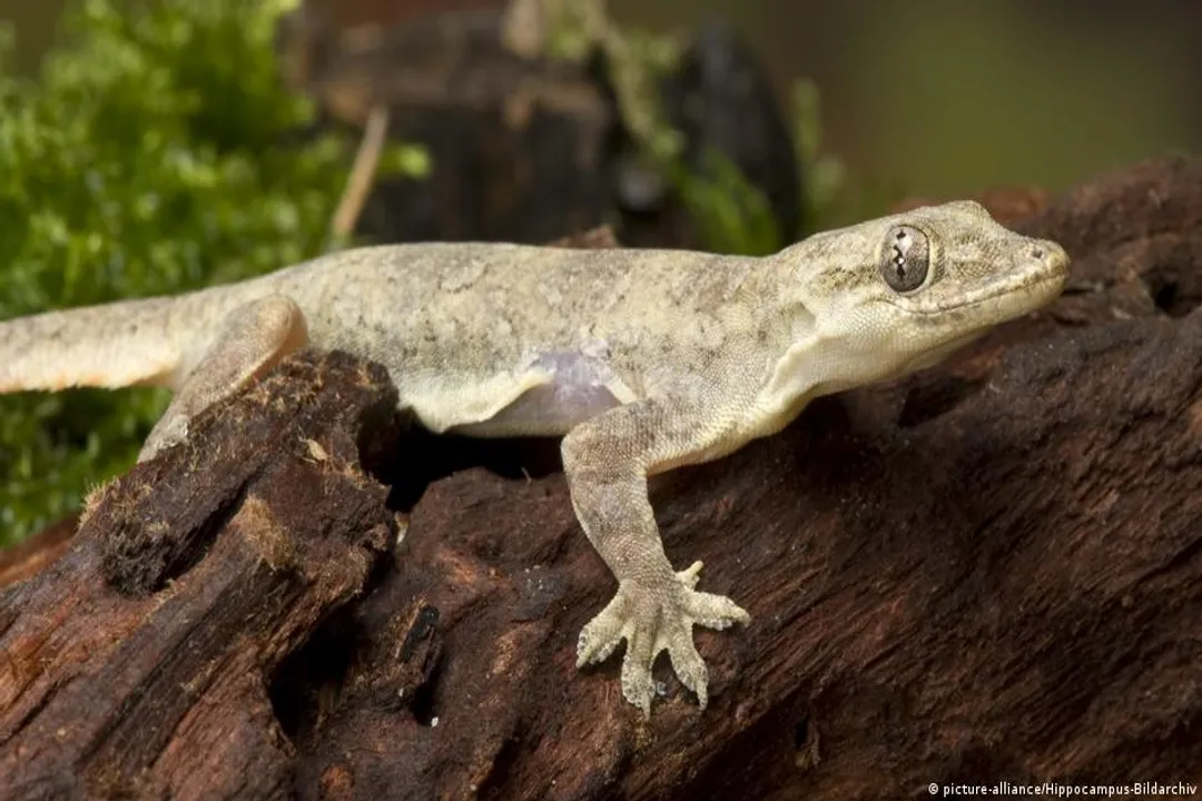 Are all mourning geckos clones?, Genetic Copies