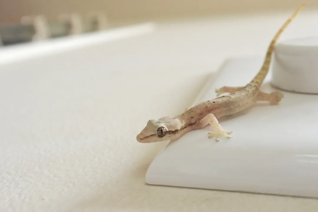 Are all mourning geckos clones?