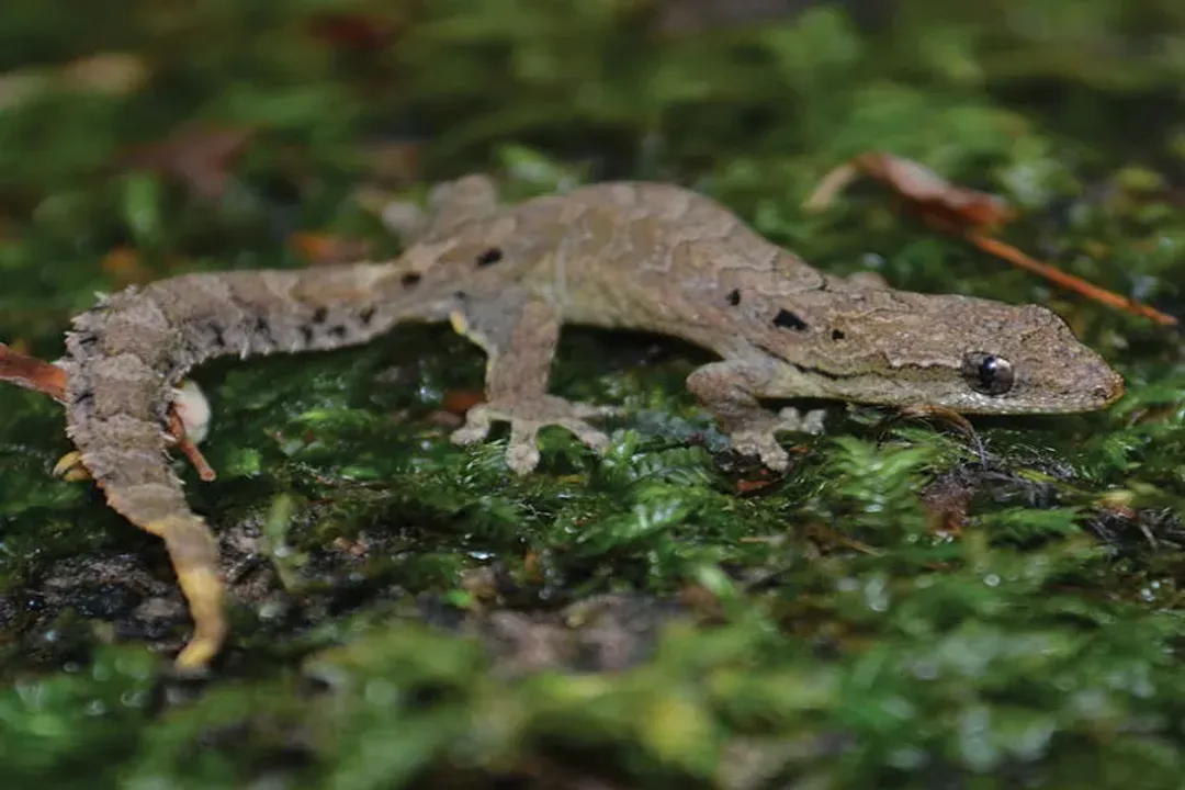 Are all mourning geckos clones?, Asexual Reproduction