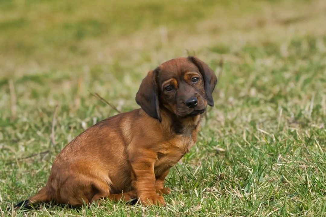 Are Alpine Dachsbrackes good with other dogs?, Managing Household Dynamics