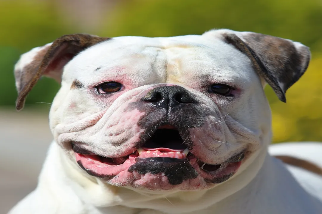 Are American Bulldogs picky eaters?, Owner Concerns