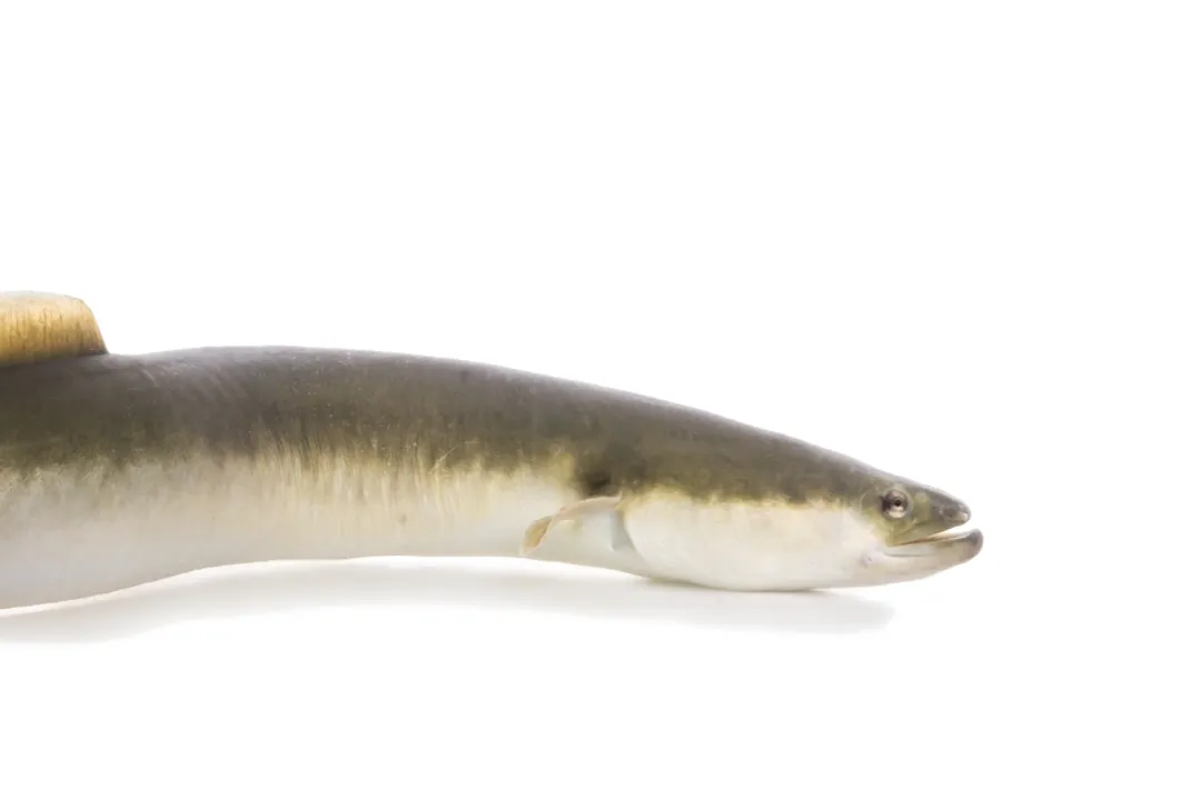 Are American eels harmless?, Life Cycle