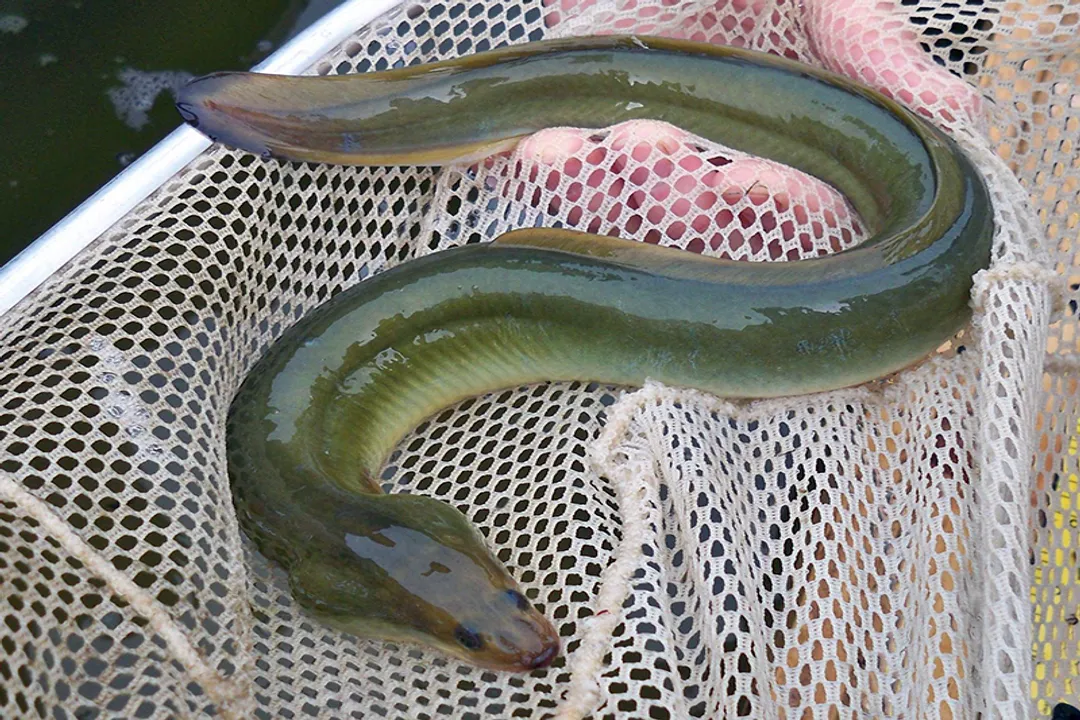 Are American eels harmless?, Eating Habits