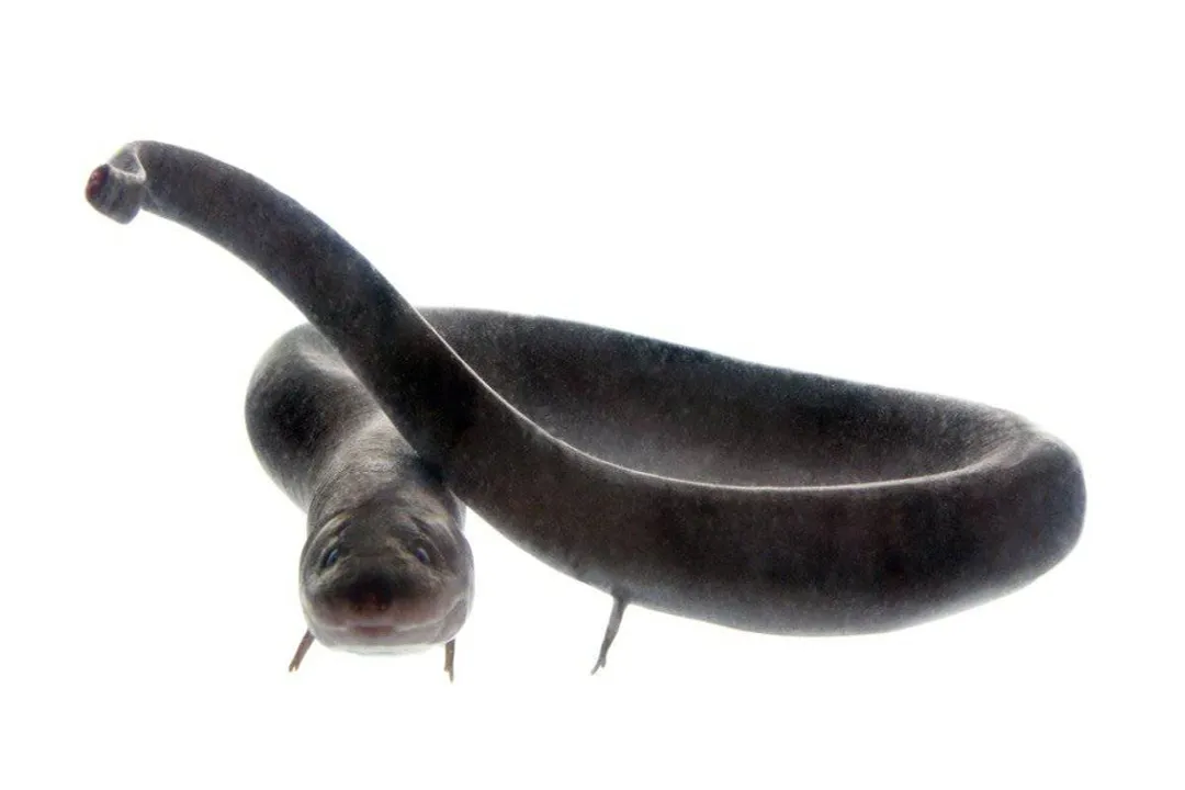 Are American eels harmless?