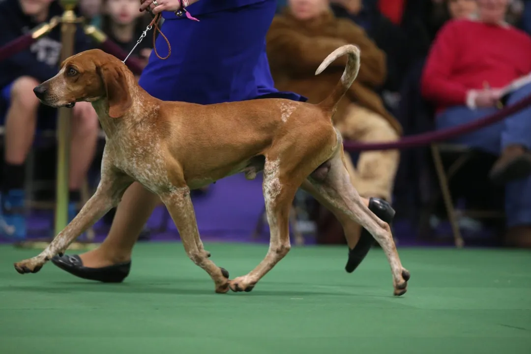 Are American English Coonhounds rare?, Hunting Lineage