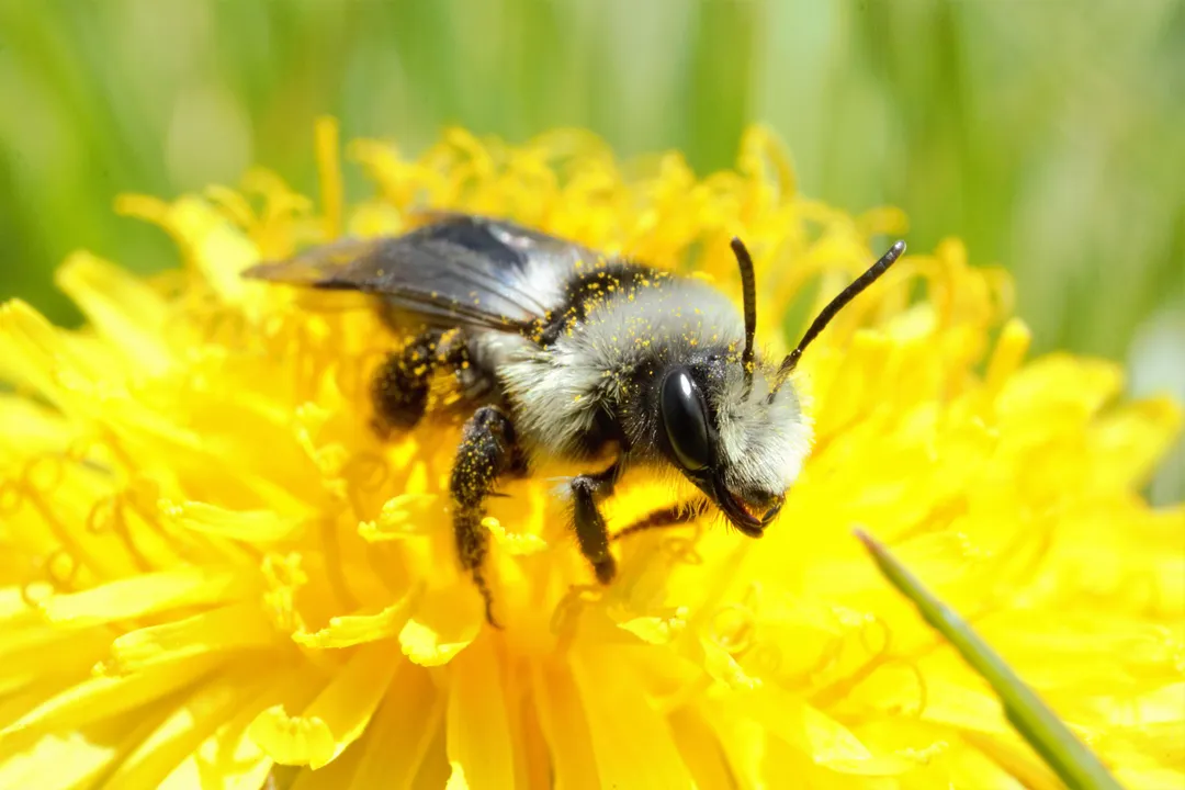 Are ashy mining bees aggressive?