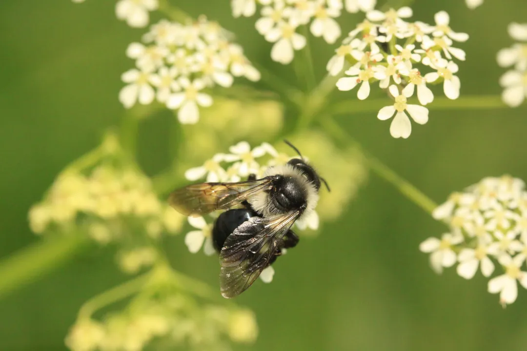 Are ashy mining bees aggressive?, Solitary Lives