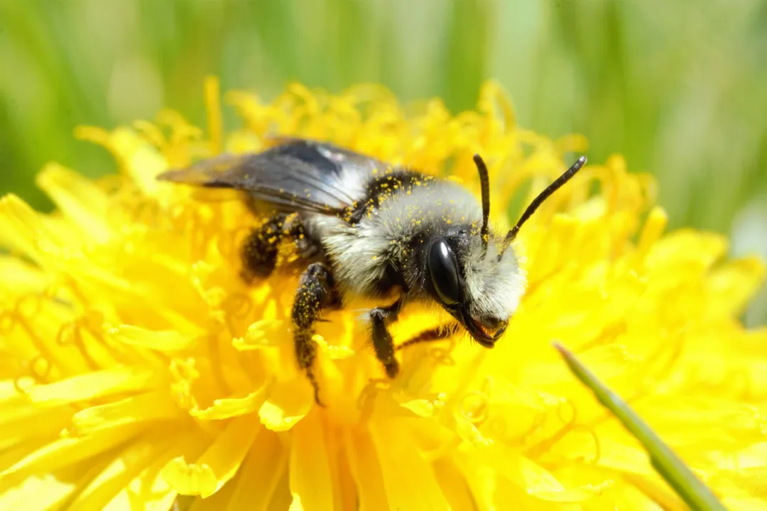 Are ashy mining bees aggressive?, Stinger Capability