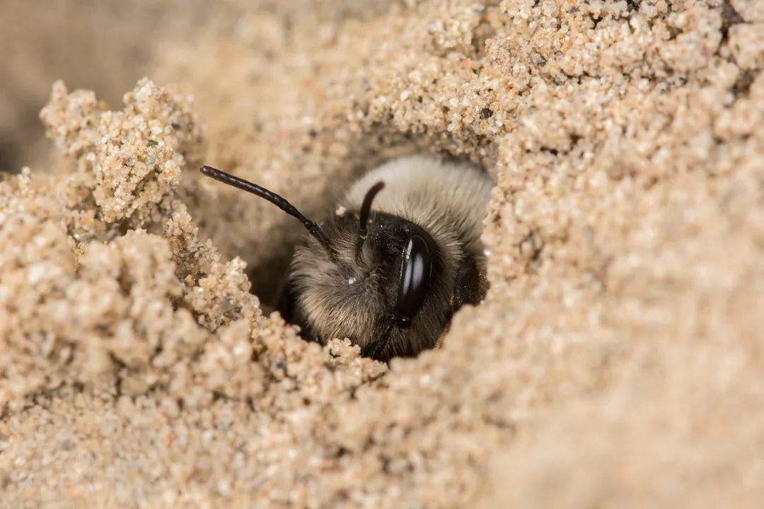 Are ashy mining bees aggressive?, Appearance Traits