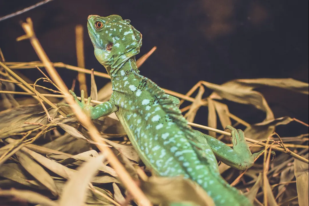 Are basilisk lizards rare?, Distribution Limits