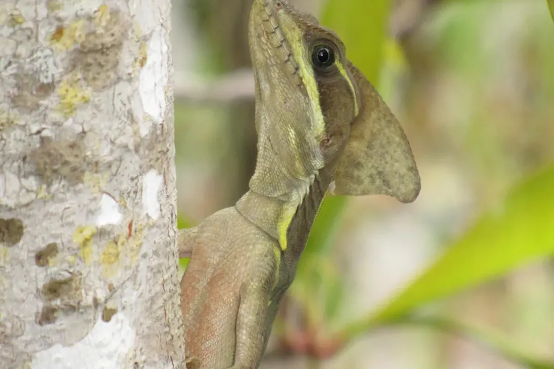 Are basilisk lizards rare?, Perceived Elusiveness
