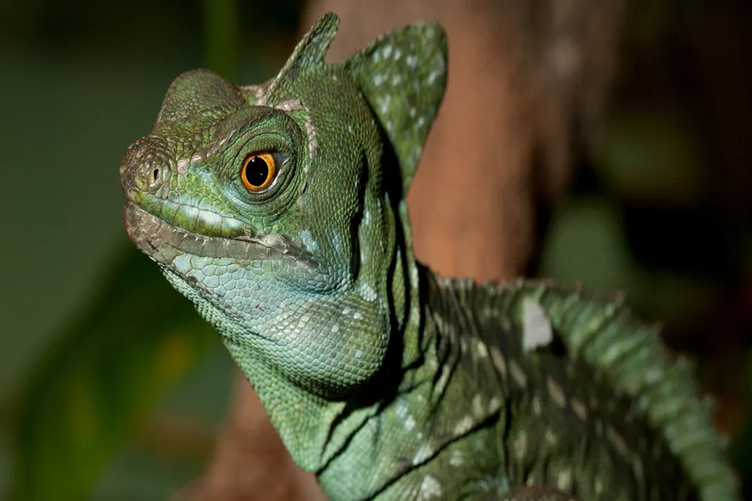 Are basilisk lizards rare?, Florida Establishment