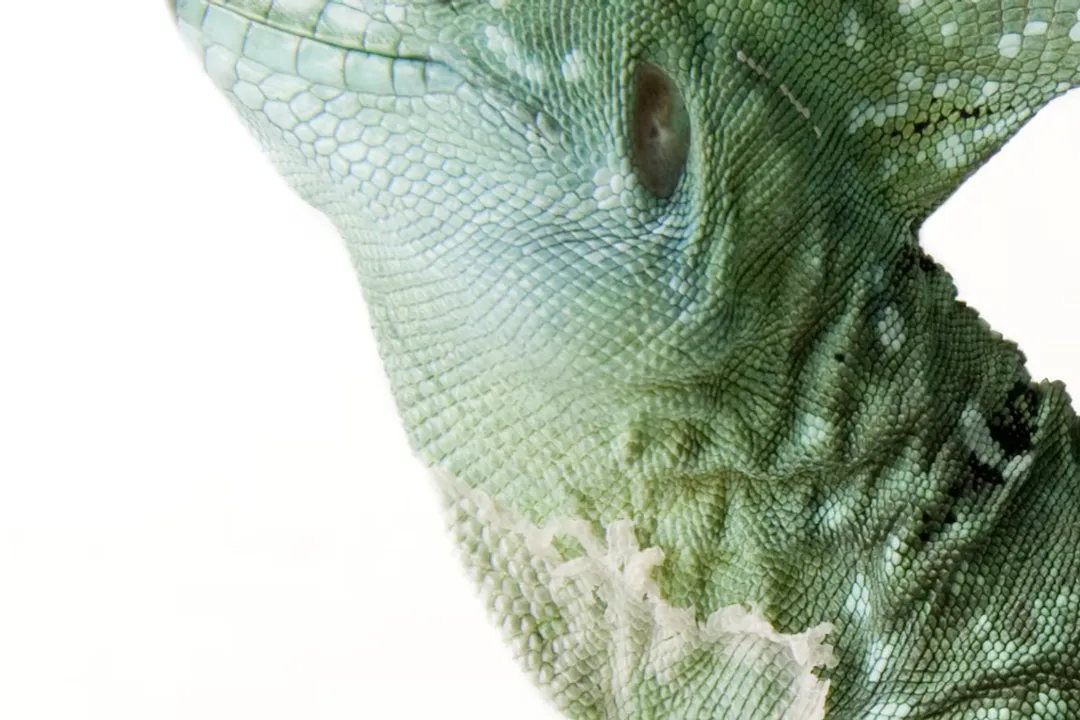 Are basilisk lizards rare?, Recognizing Types