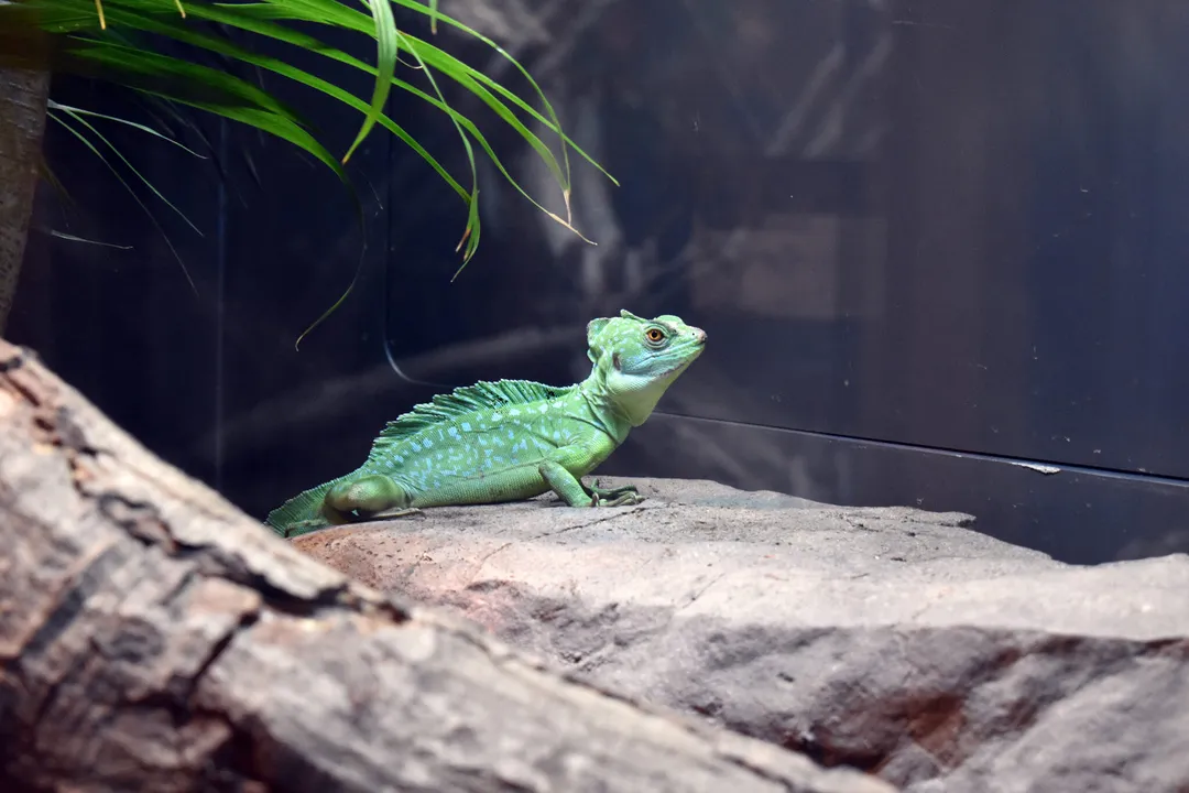 Are basilisk lizards rare?