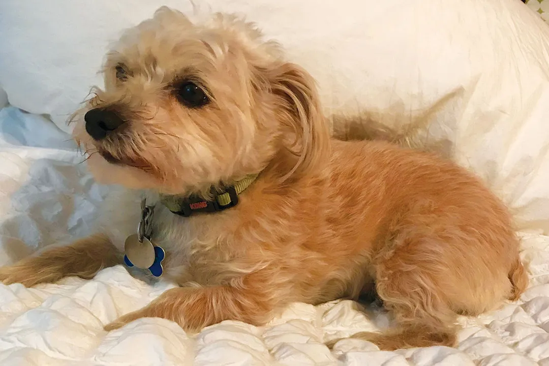 Are bassadors good family dogs?, Mixed Heritage