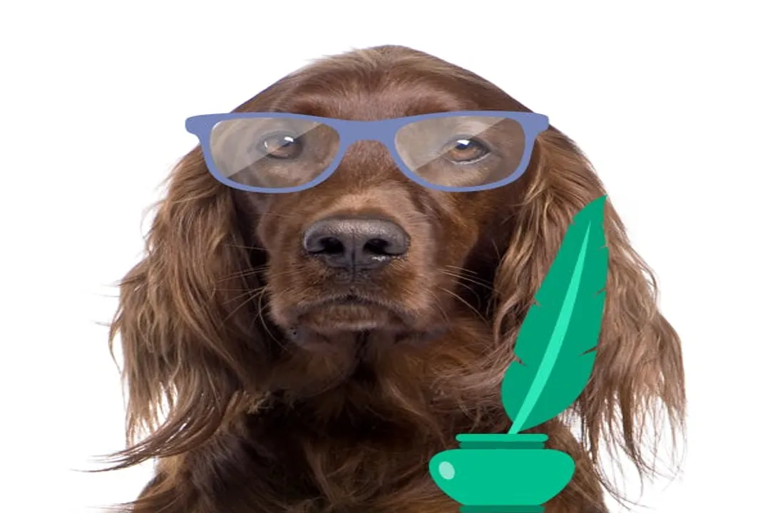 Are Berger-Suisse dogs good pets?, Distinct Appearance