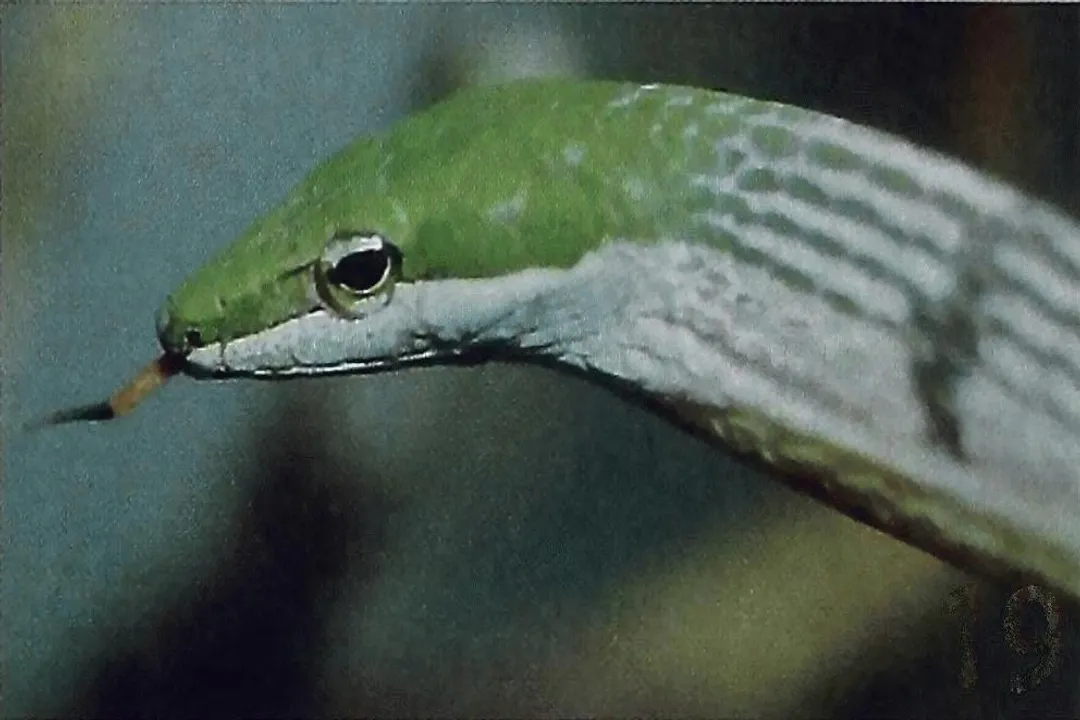 Are bird snakes venomous?, Venomous Status