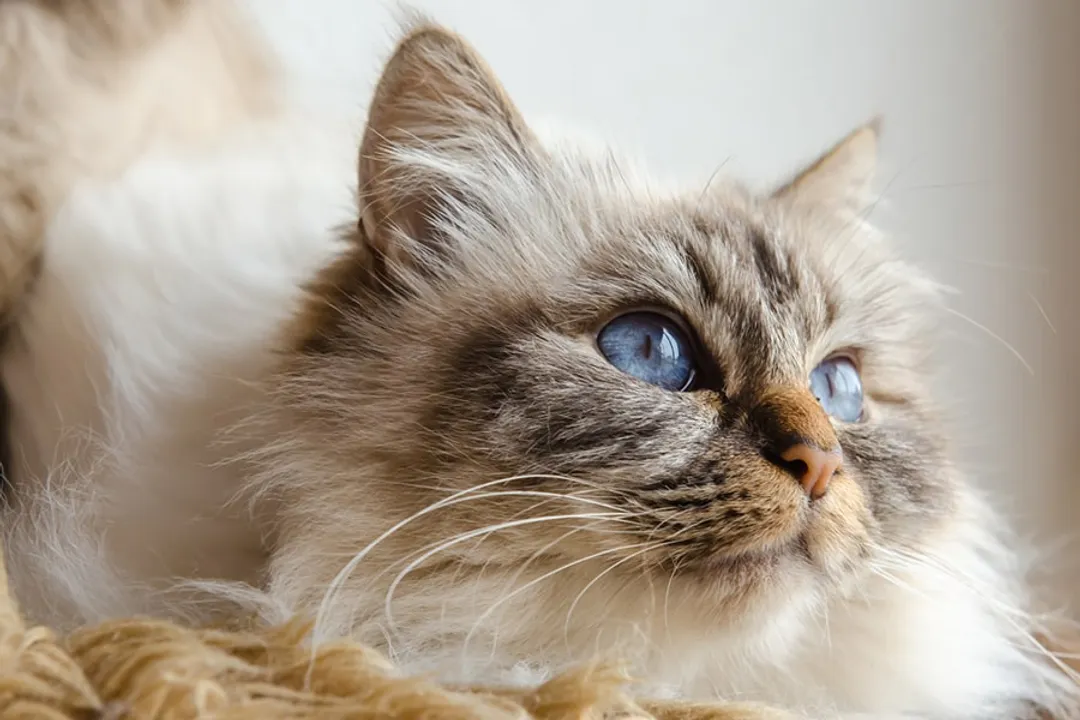 Are Birman cats talkative?