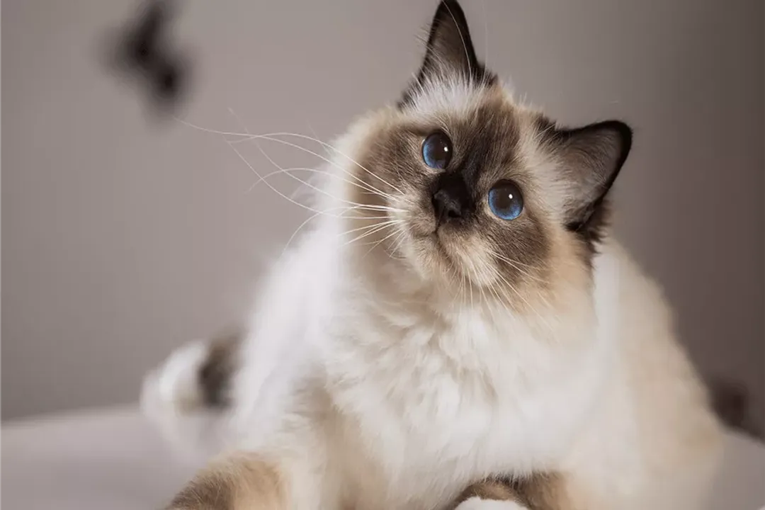 Are Birman cats talkative?, Reasons for Sound