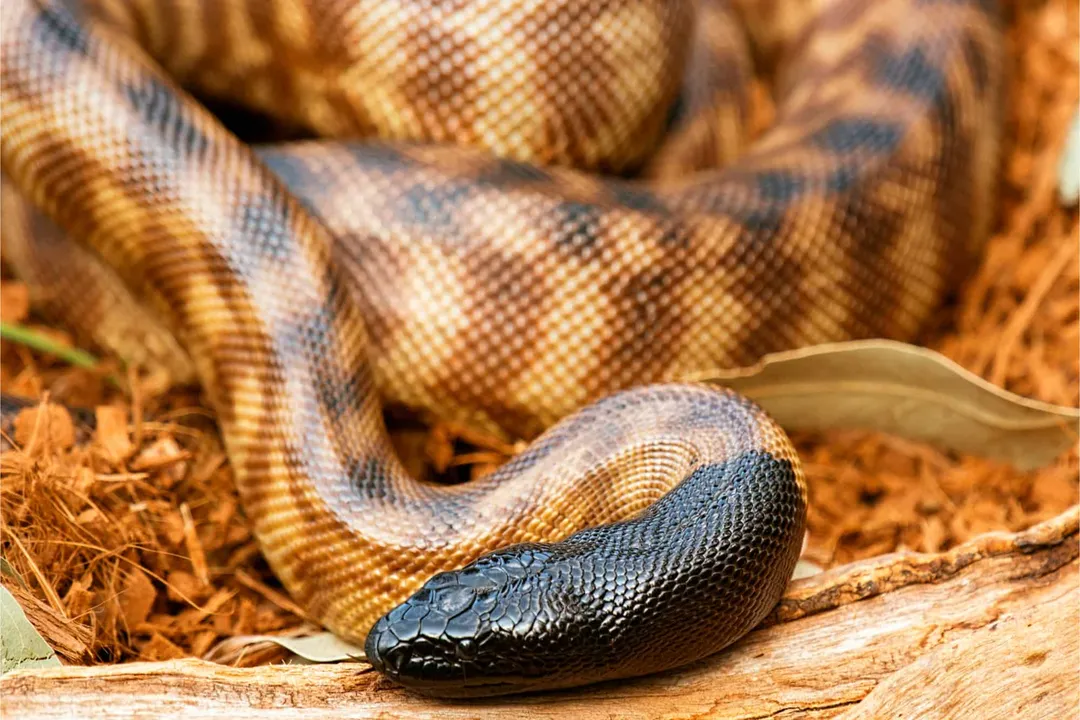 Are black-headed pythons good pets?, Species Background