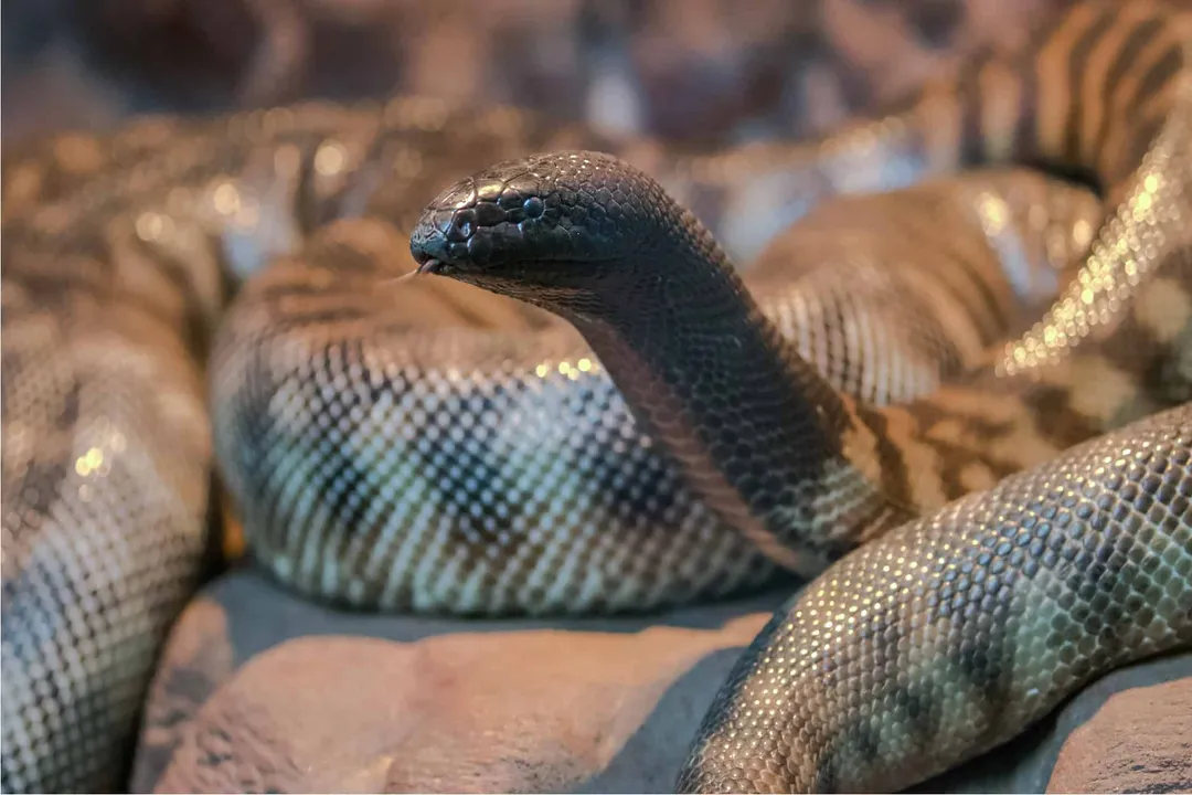 Are black-headed pythons good pets?, Housing Essentials