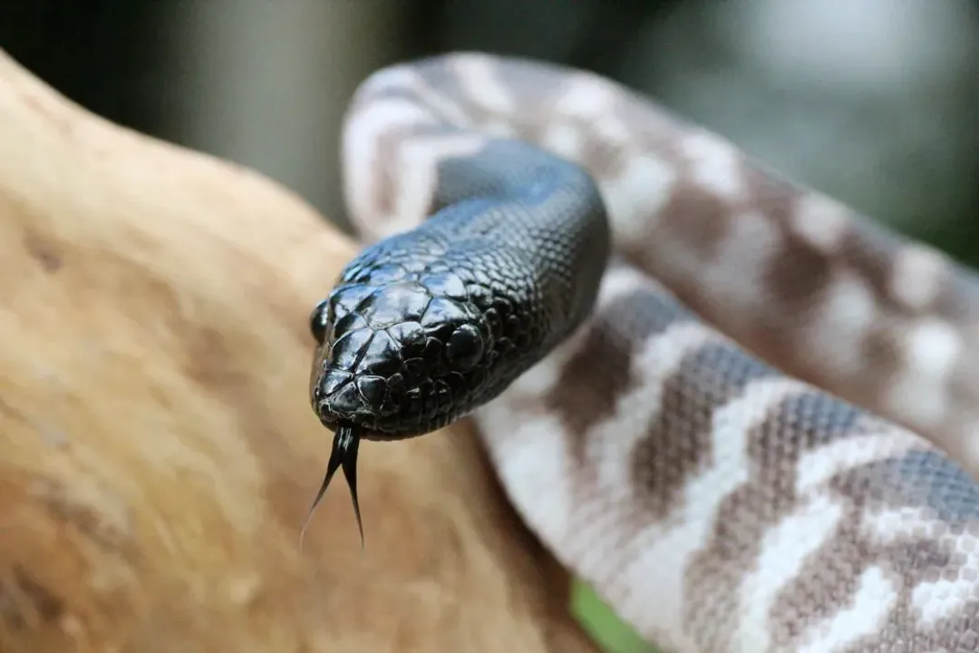 Are black-headed pythons good pets?