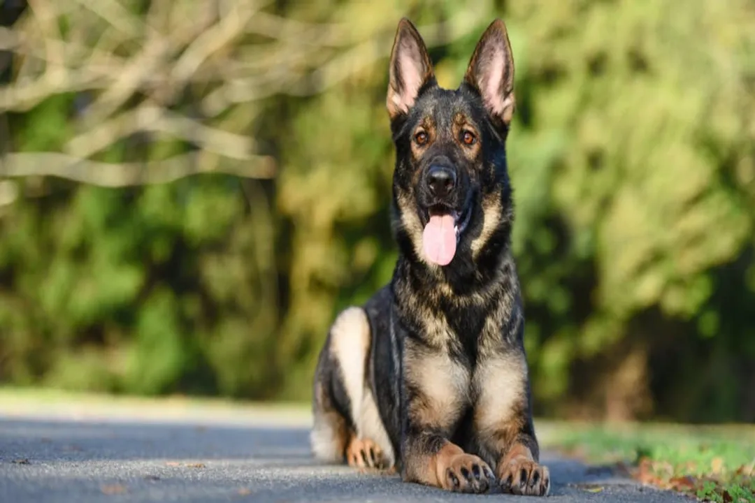 Are black sable German Shepherds rare?, Perceived Scarcity