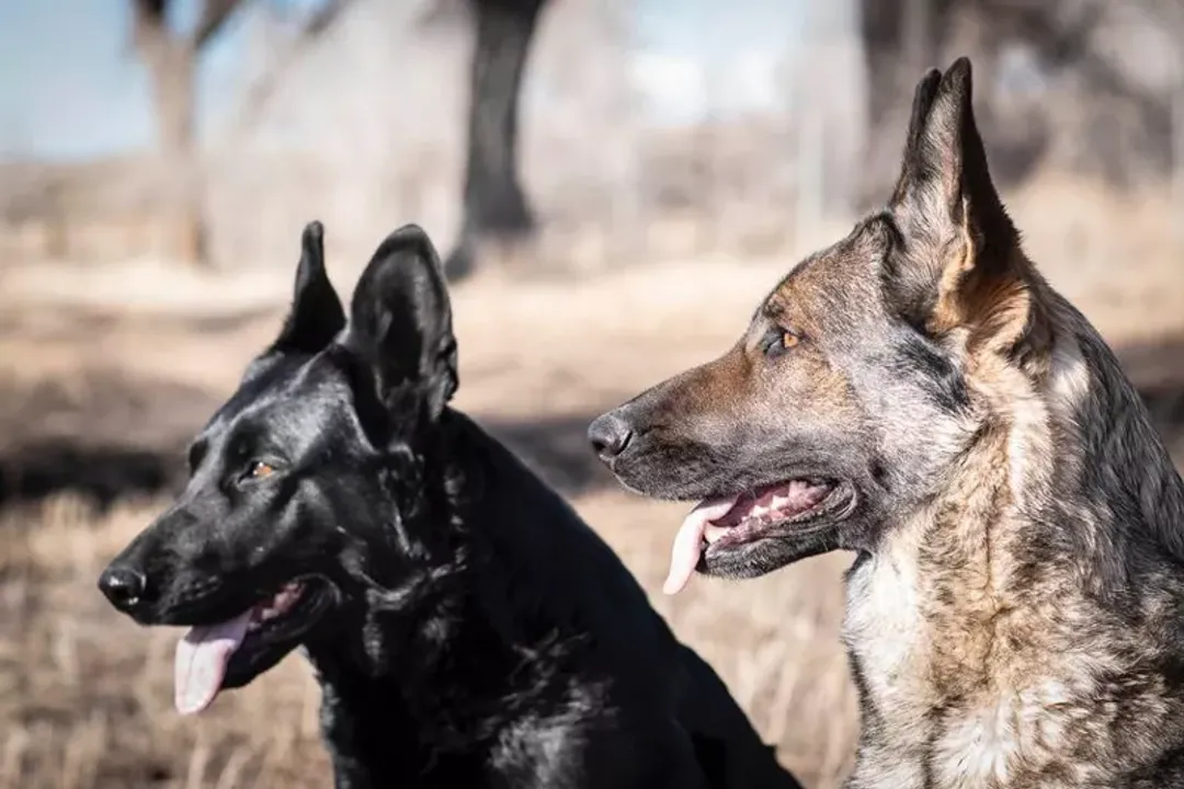 Are black sable German Shepherds rare?, Genetic Basis