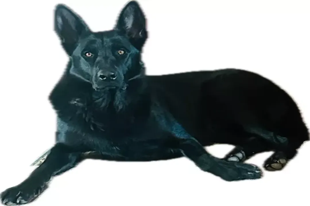 Are black sable German Shepherds rare?, Coat Variations