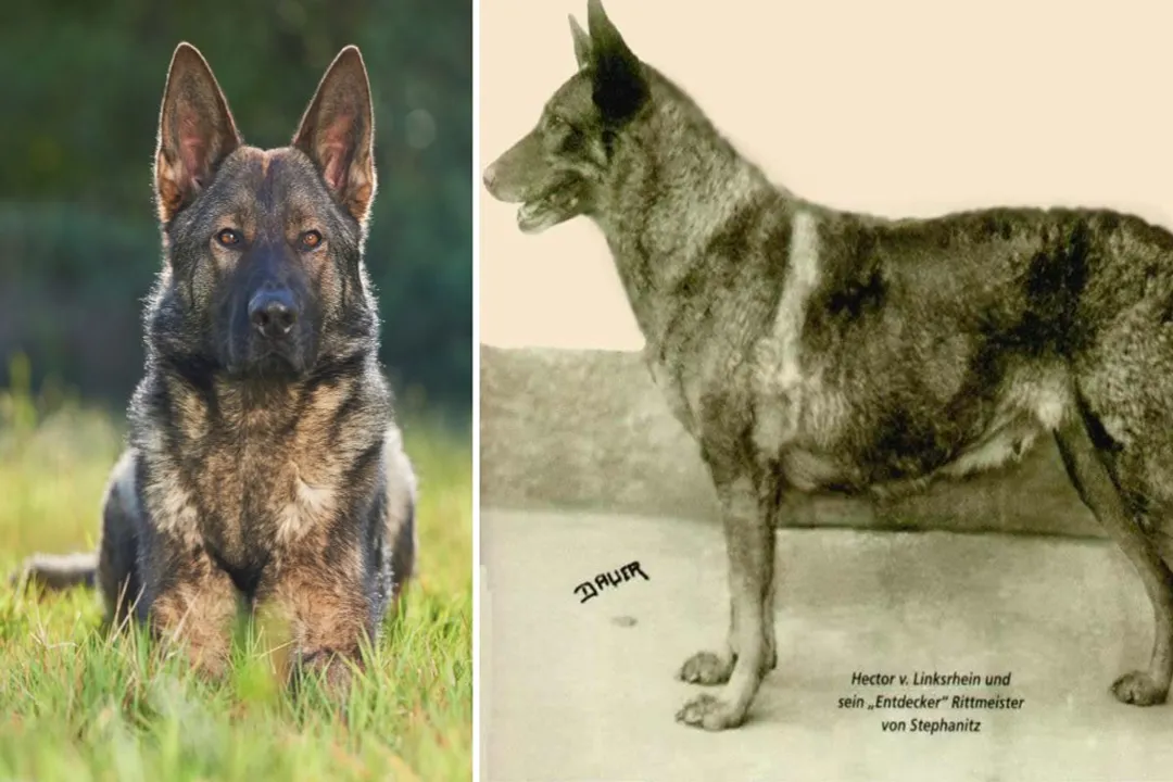 Are black sable German Shepherds rare?, Breeder Selection Focus