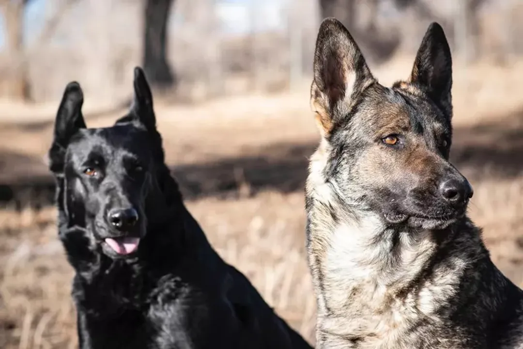 Are black sable German Shepherds rare?