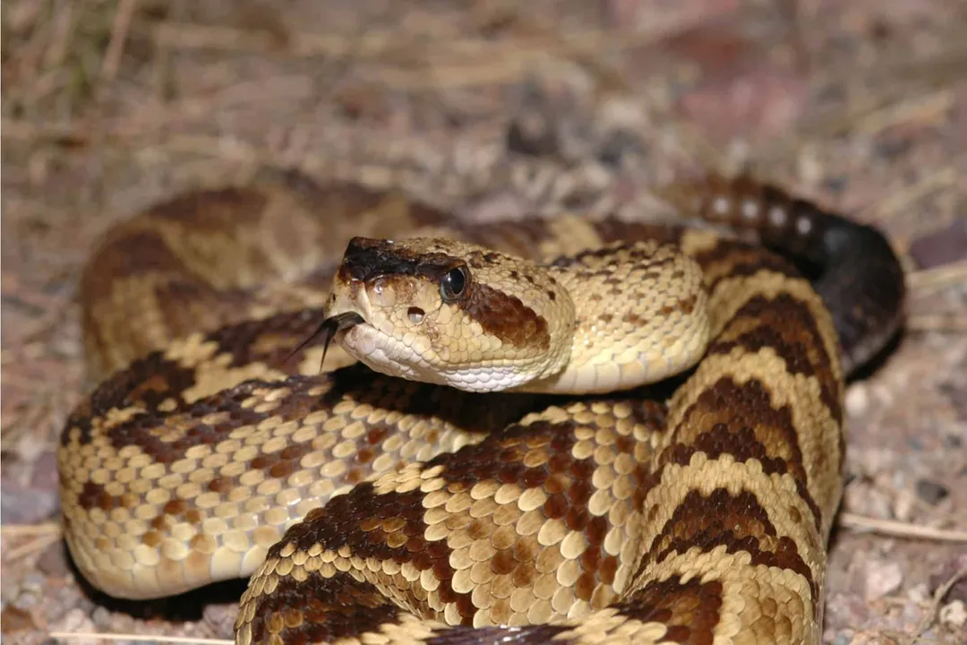 Are black-tailed rattlesnakes poisonous?, Locale Ecology