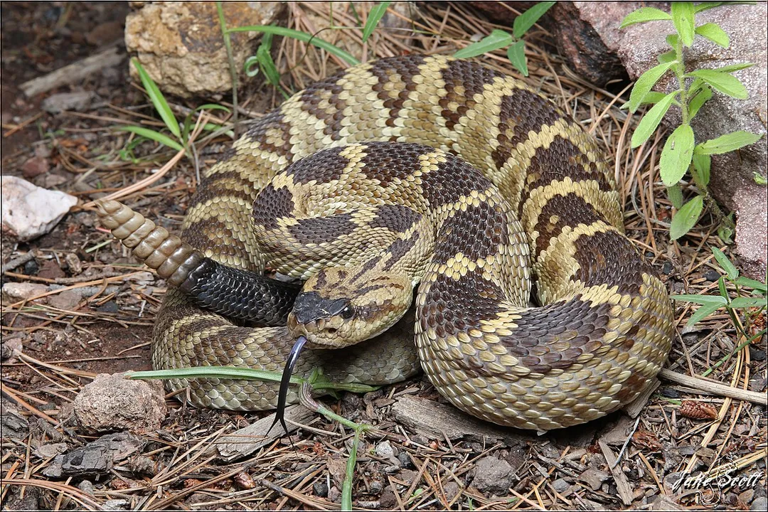Are black-tailed rattlesnakes poisonous?, Venom Effects