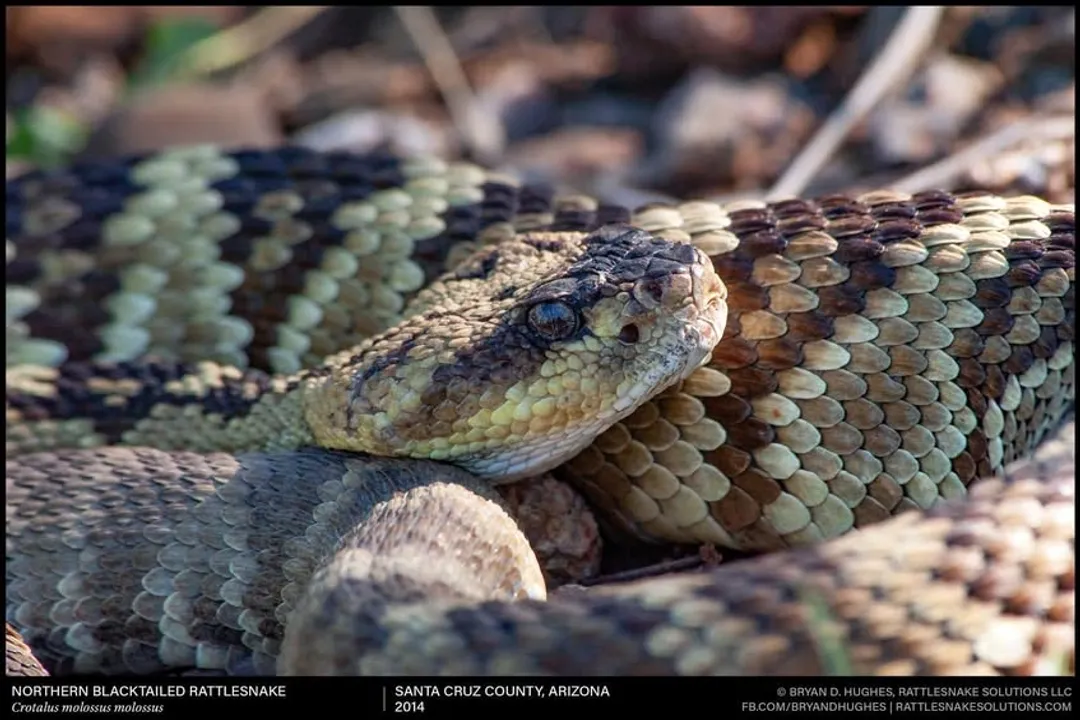 Are black-tailed rattlesnakes poisonous?, Physical Markings