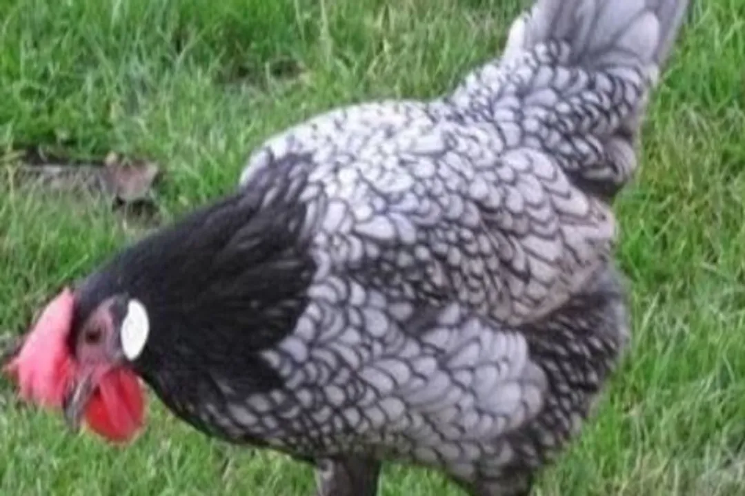 Are blue Andalusians rare?, Conservation Status