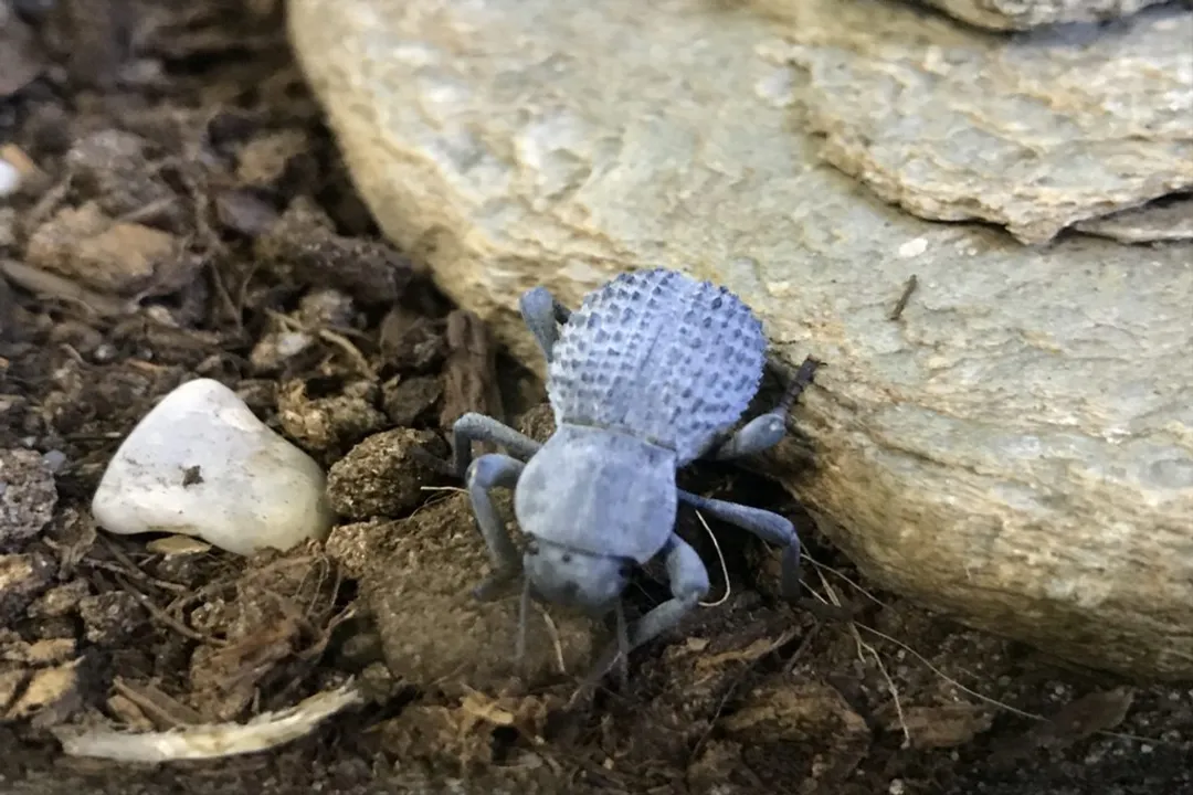 Are Blue Death Feigning Beetles hard to care for?, Temperature Light