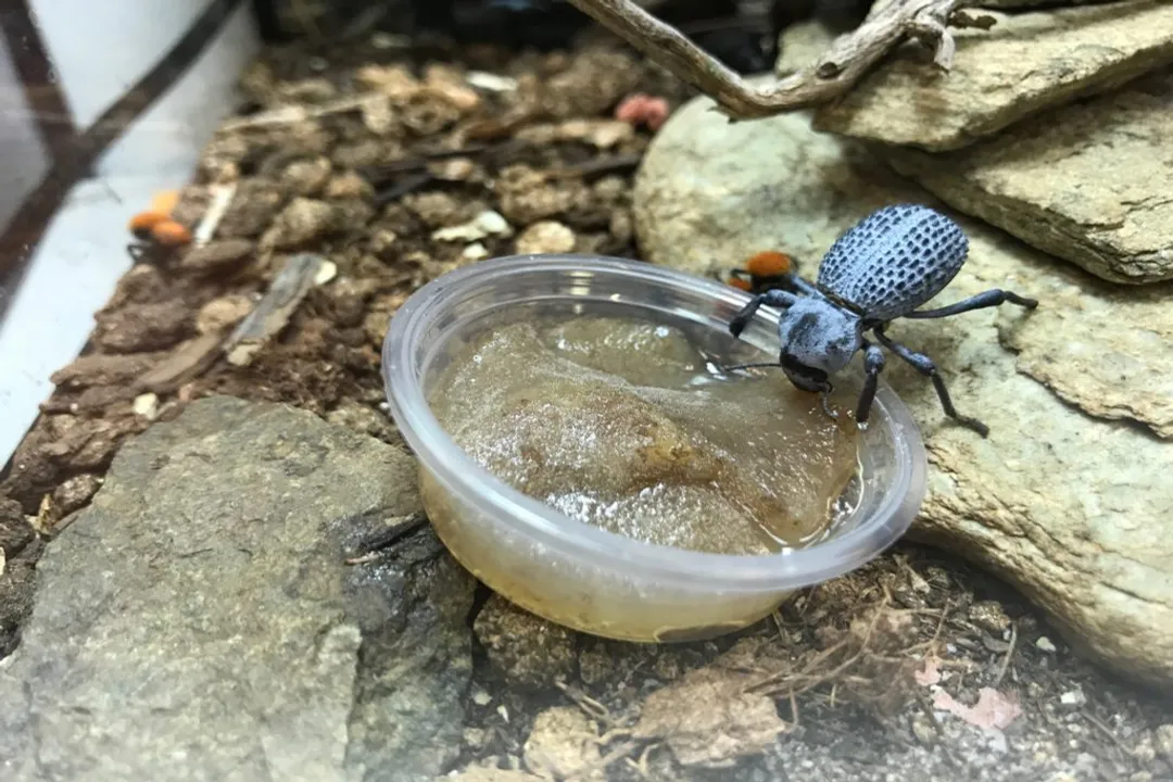 Are Blue Death Feigning Beetles hard to care for?, Housing Basics
